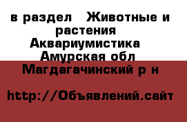  в раздел : Животные и растения » Аквариумистика . Амурская обл.,Магдагачинский р-н